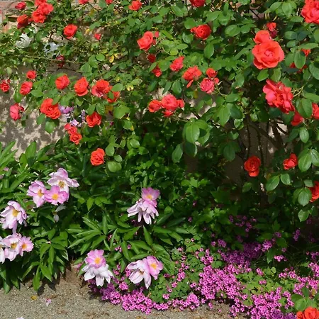 L'oliu De L'oustalet * Castelsarrasin