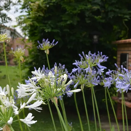 L'oliu De L'oustalet * كاسلسارازين