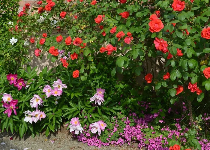 L'oliu De L'oustalet * קסטלסרסין