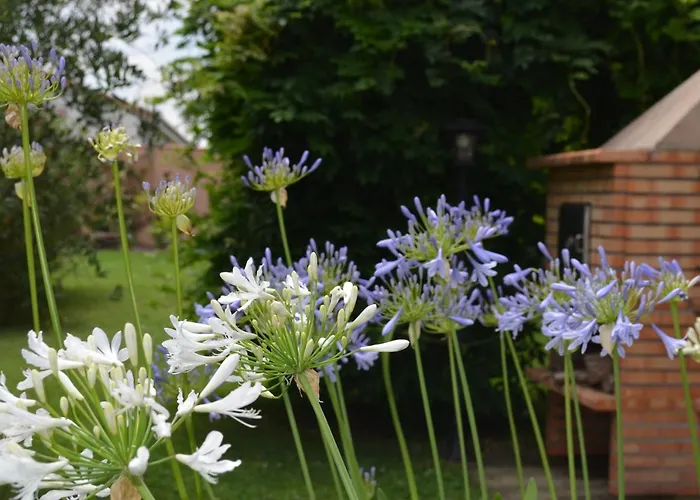 L'oliu De L'oustalet * קסטלסרסין