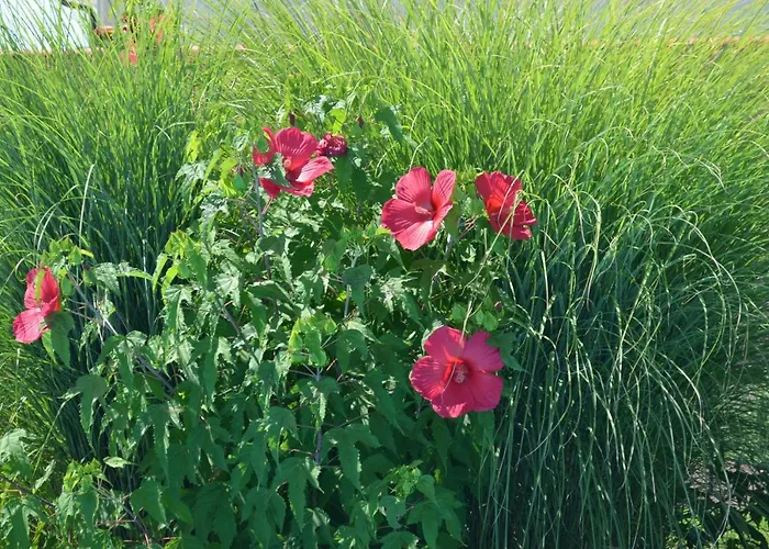 L'oliu De L'oustalet Habitación en casa particular Castelsarrasin